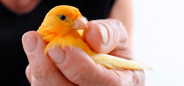 Kanárik v ľudskej ruke