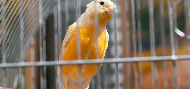 Oranžový kanárik sediaci na bidle v klietke