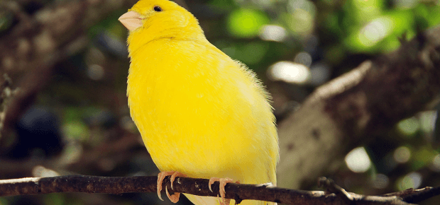 Žltý kanárik sediaci na vetvičke